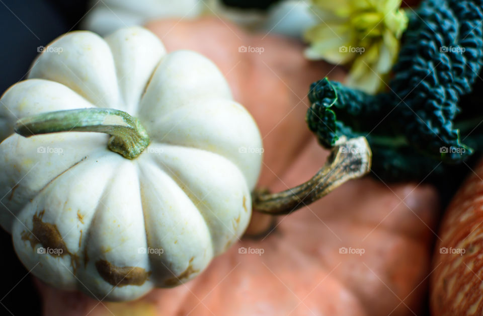 Autumn pumpkin white and pink pumpkin decoration full frame fall harvest and Halloween photography background 