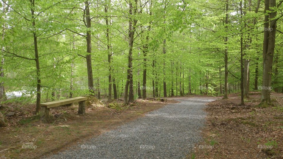 beech forest in spring