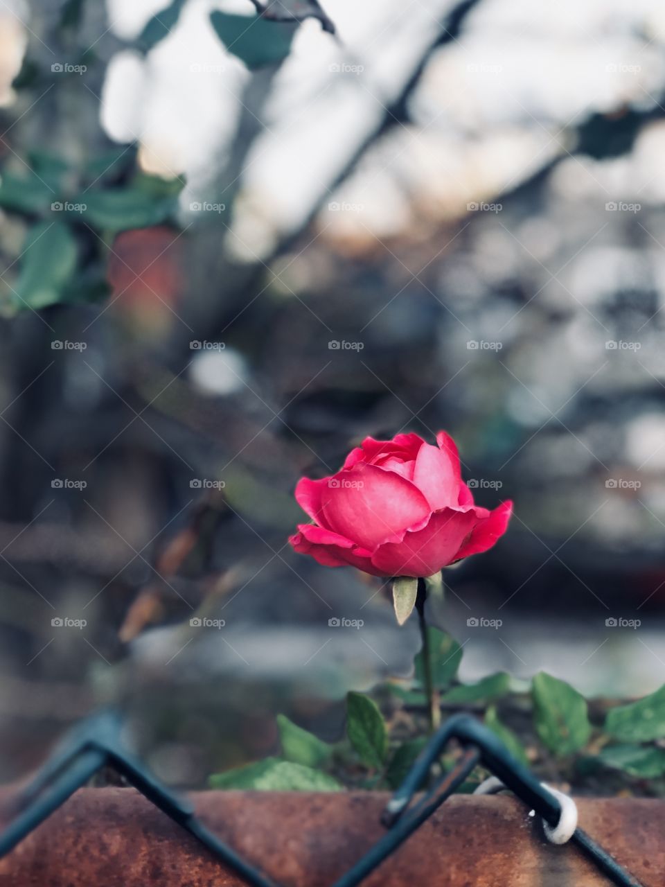 A rose growing in harsh conditions