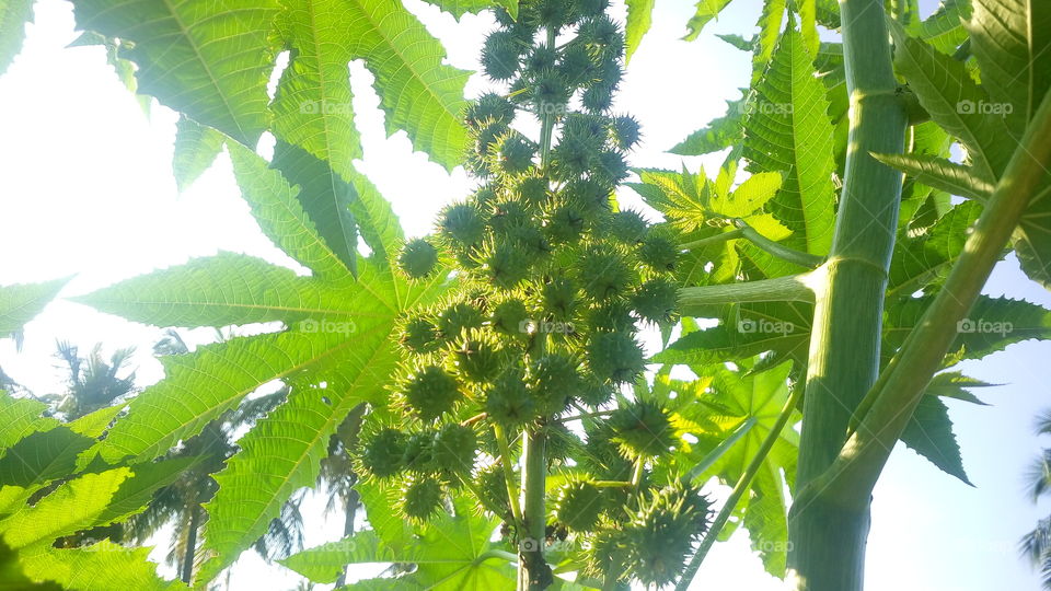 the most beautiful castor nuts and leaf