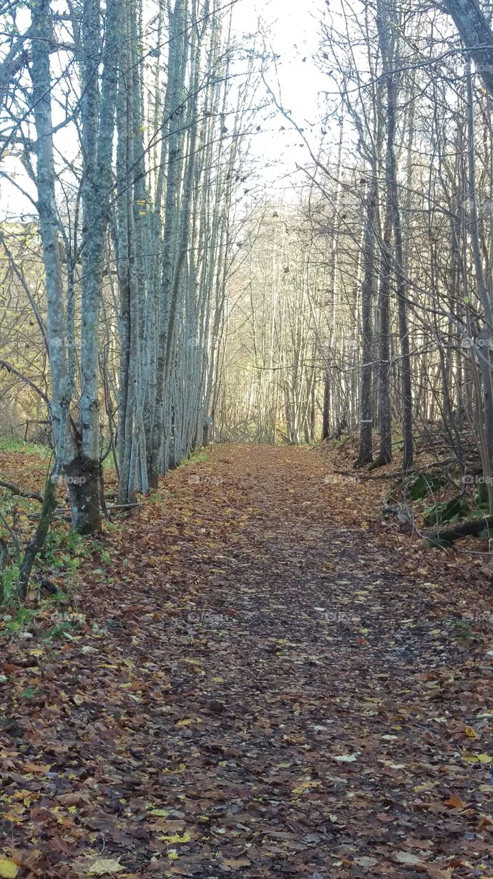 Walking in the forrest, Kolmarden, Sweden