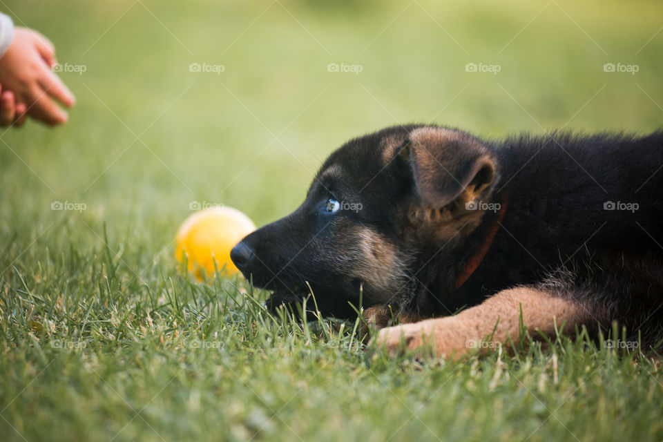 German shepherd puppy at summer garden 