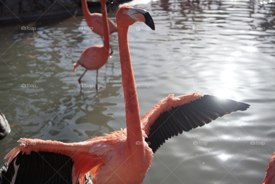 standoff Flamingo