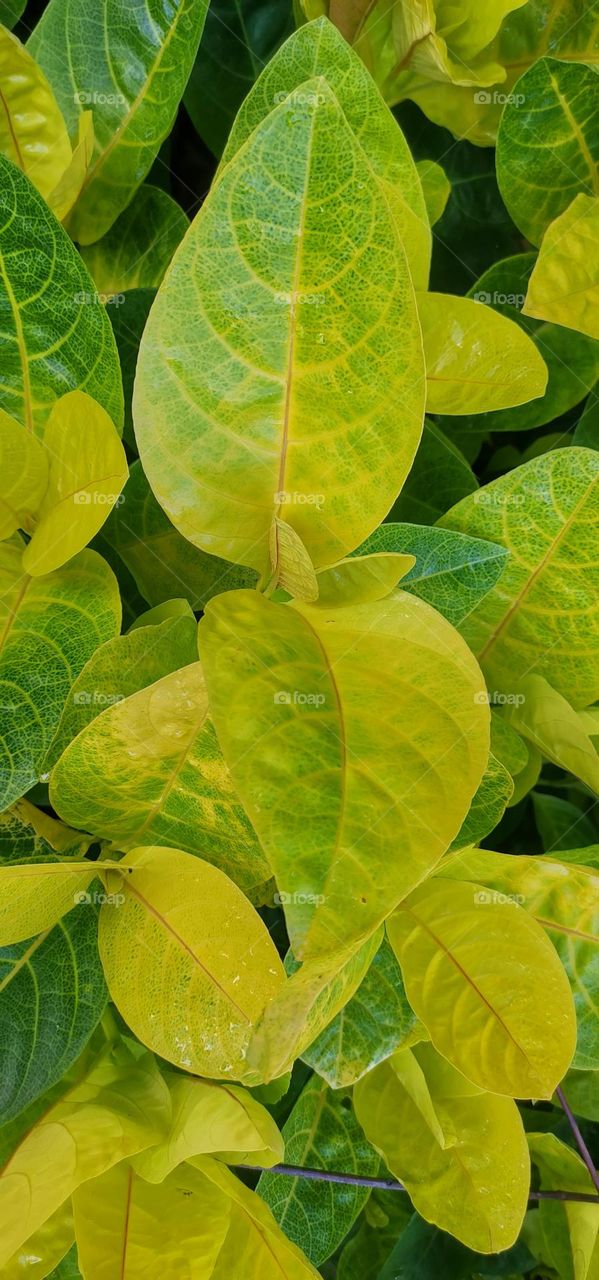 leaves