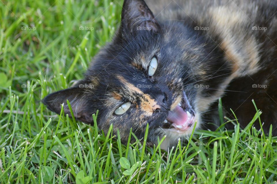 Cat in grass 