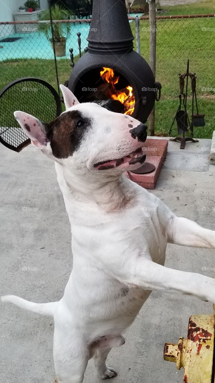 My happy handsome Miniature Bull Terrier