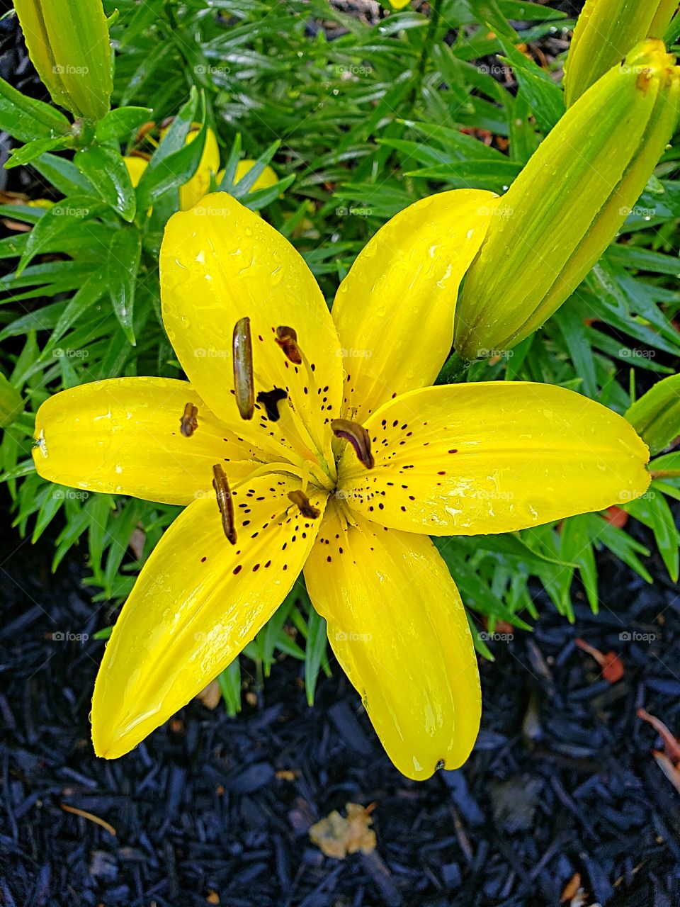 yellow lily blooming