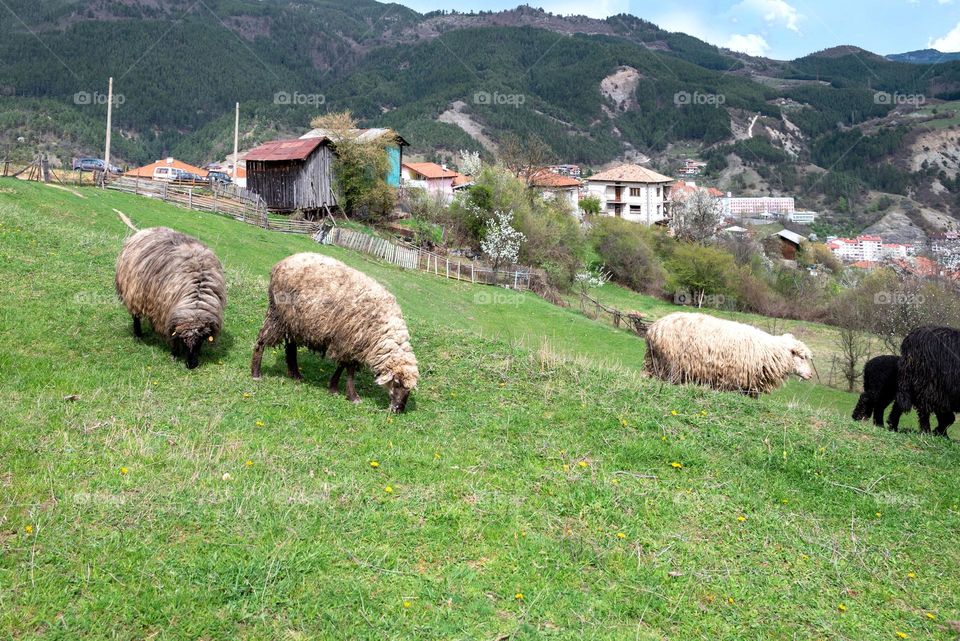 Spring Landscape