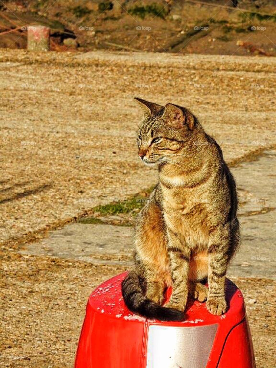 Cat on a pole