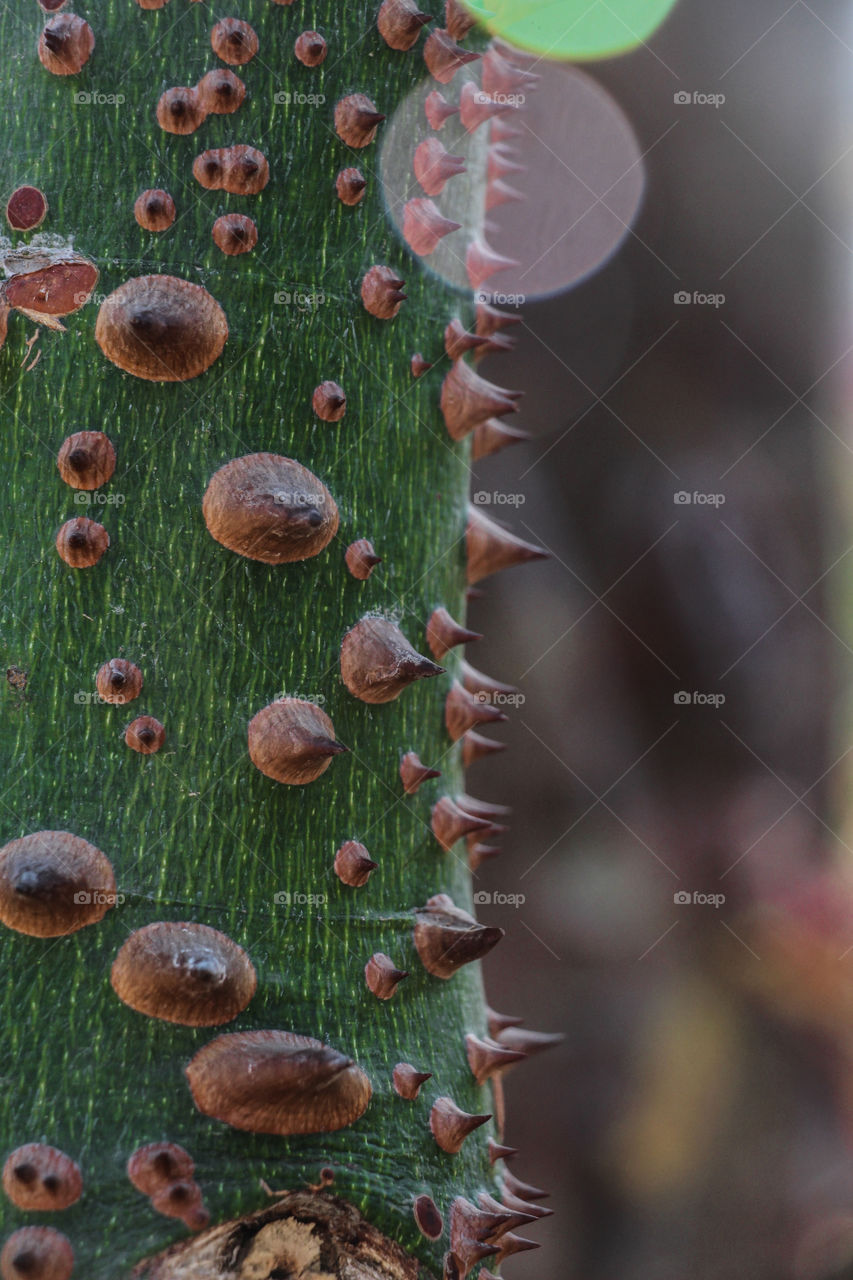 Cactus texture