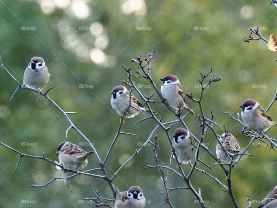 Sparrows