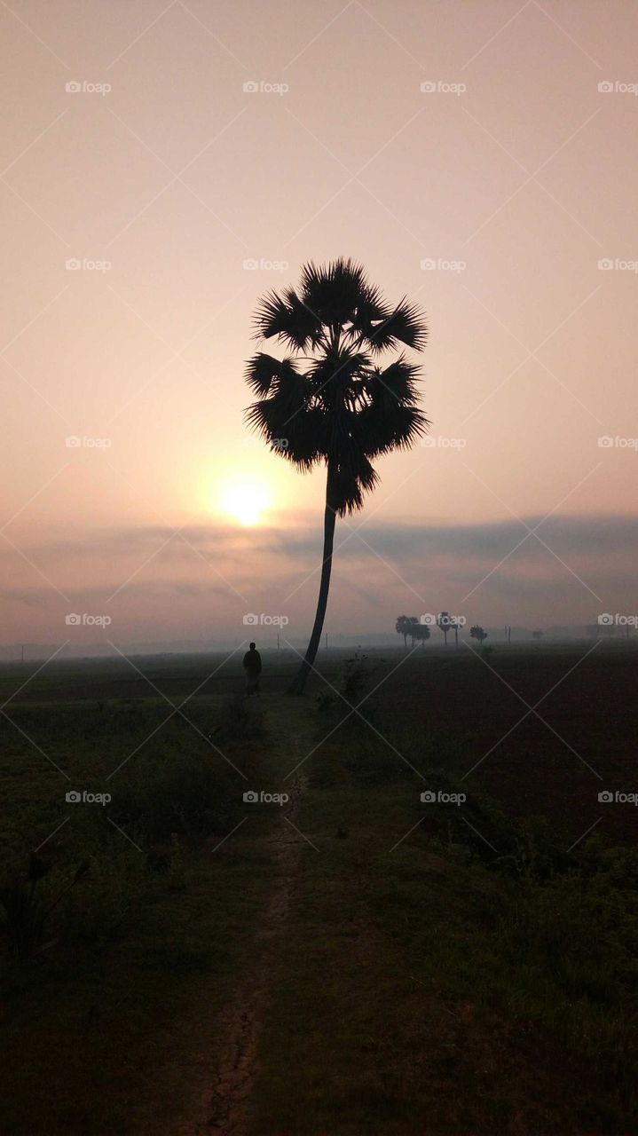 Beautiful dawn.. And palm tree. The rural scenery