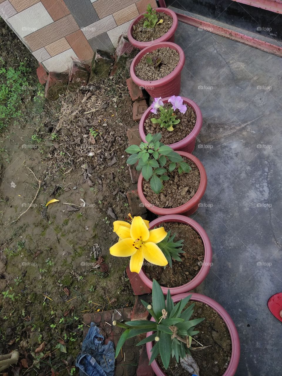 Like a lilly flower yellowish
#Rajtagged