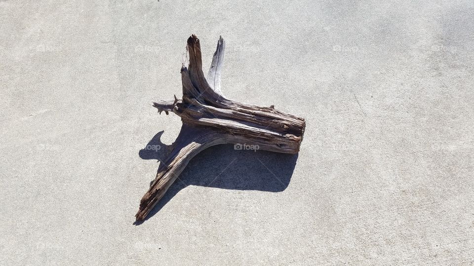 driftwood casting shadows on a concrete driveway.