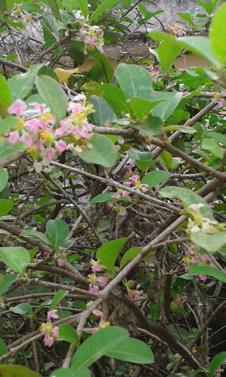Tree, Nature, Branch, Flora, Flower