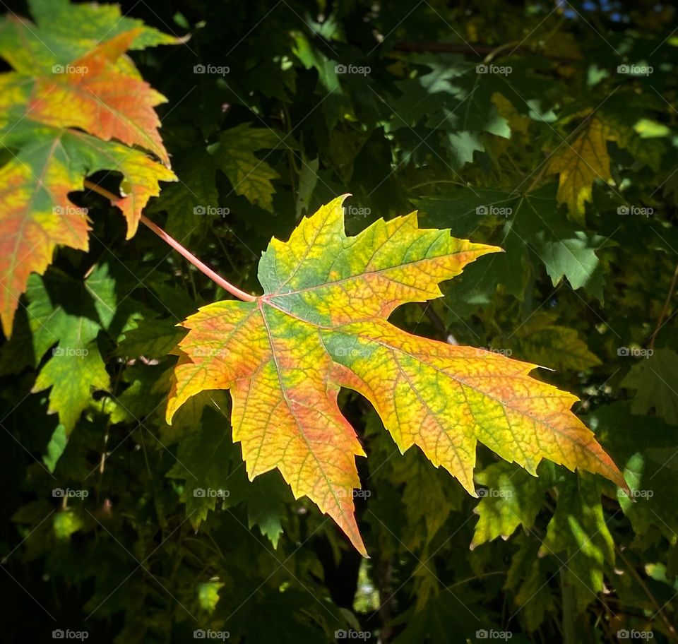 Maple leaf beginning to change color in early autumn 