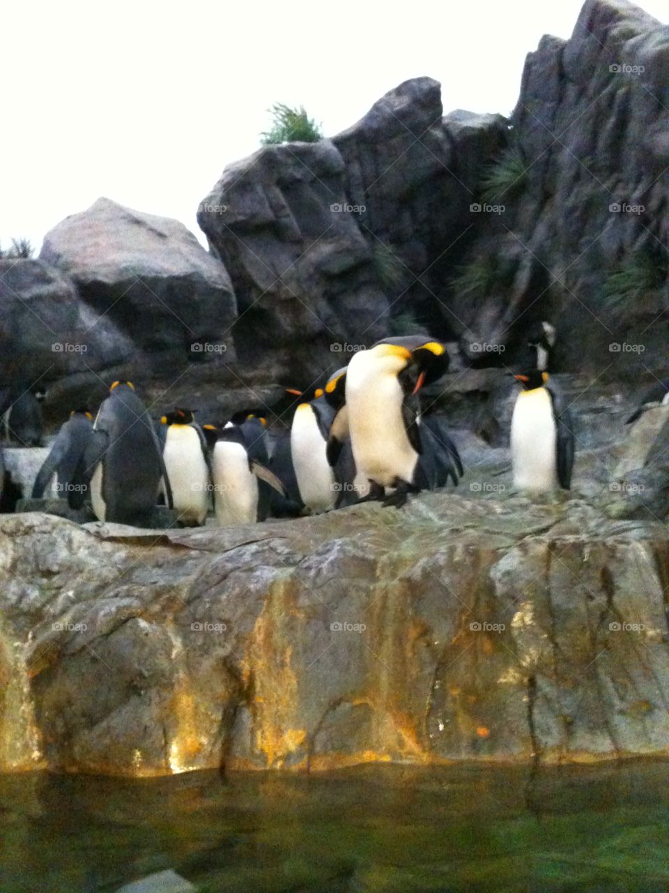 Penguin Preening 