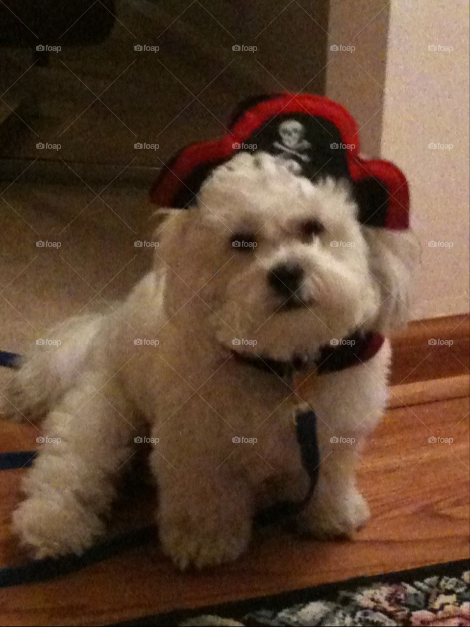 Pirate pup. Not happy about the hat