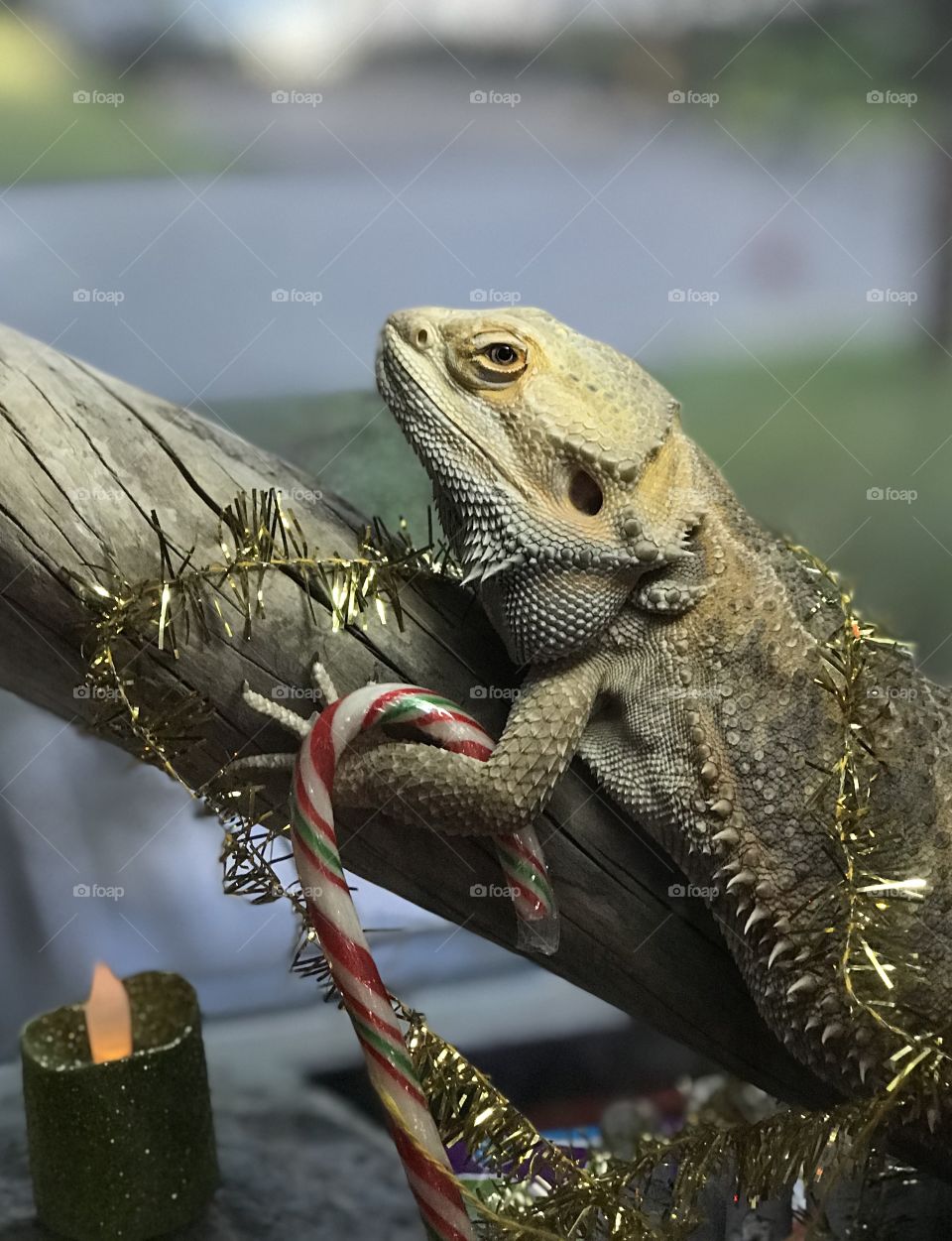 Stormy the bearded dragon is celebrating Christmas too! A little cardboard church, some battery powered candles, Christmas paper to line his cage, a string of lights, a gold garland to wrap himself with and a candy cane for a treat!