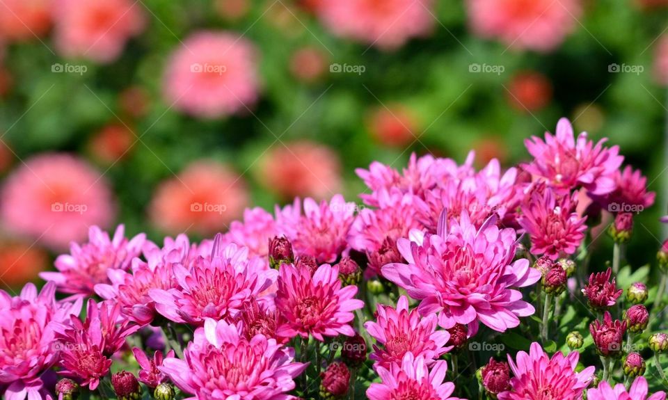 Pink Chrysanthemums 