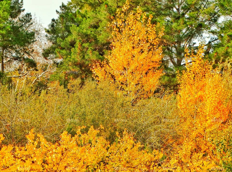 Autumn Colors In Rural California
