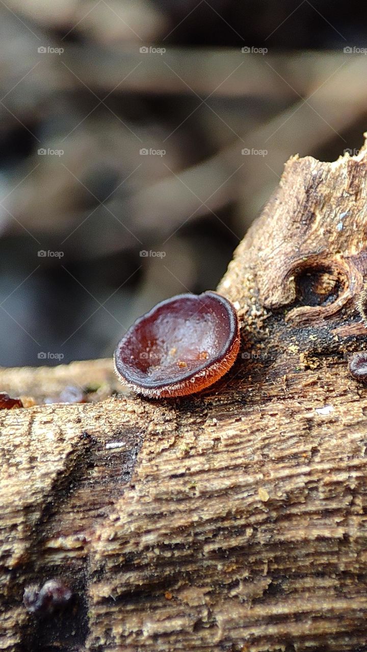 Wood fungus, red colour fungus