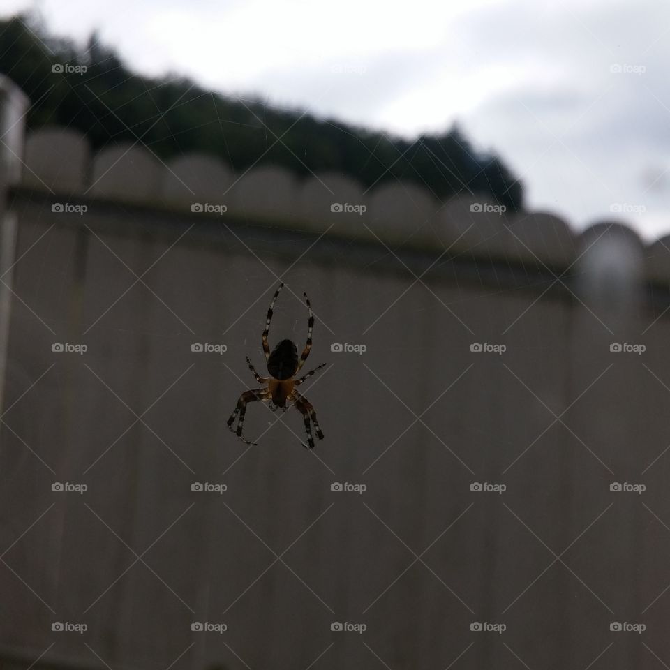 Spider on window