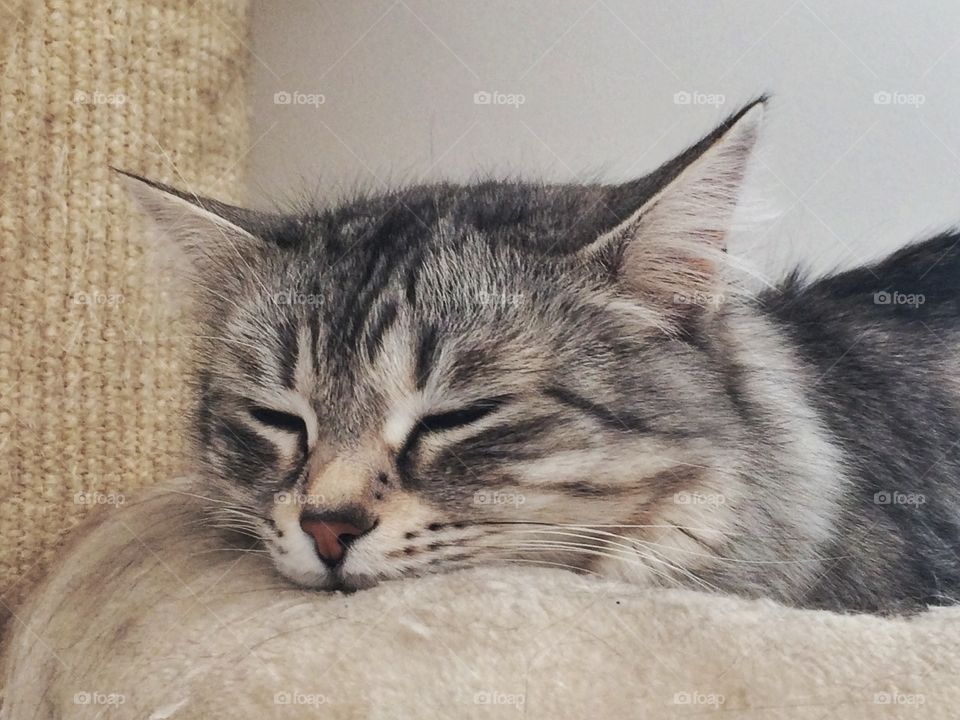 Silver kitten, sleeping on the scratching post 