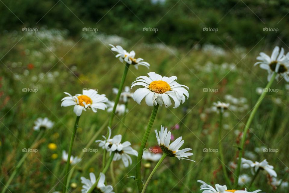 Beautiful daisies growing in a meadow 