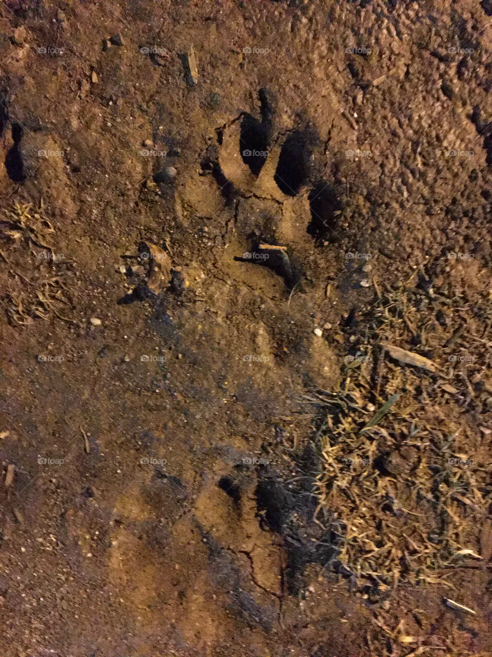 Who let the dogs out? - dog prints in mud