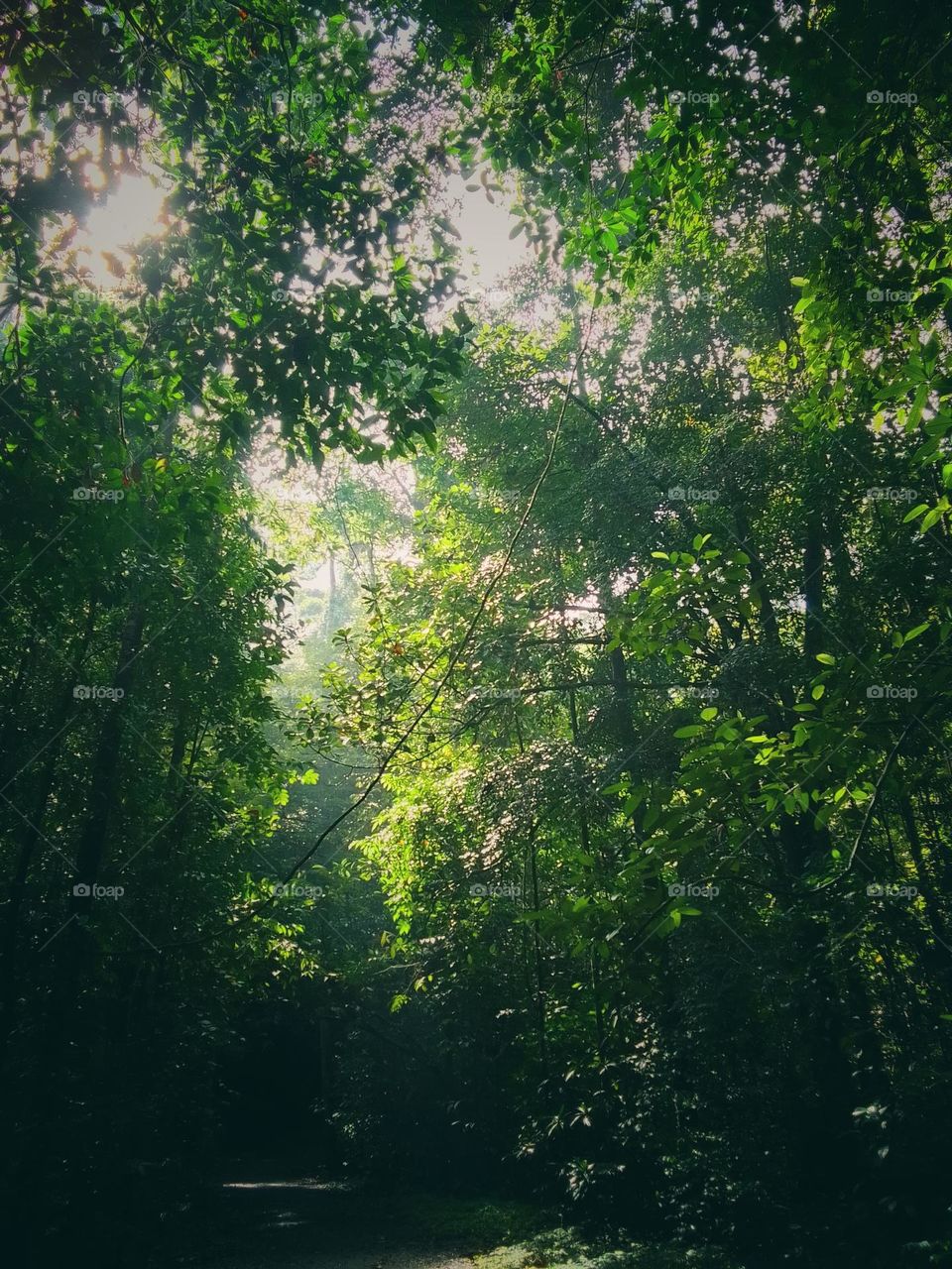 Kanneliya forest Sri lanka