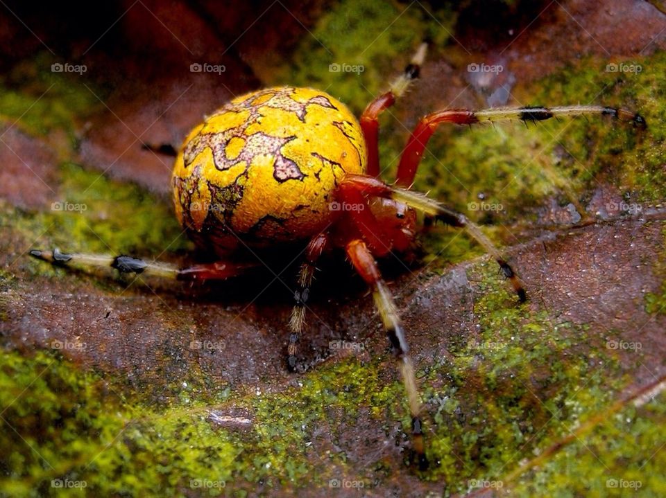 Marbled Orb Weaver