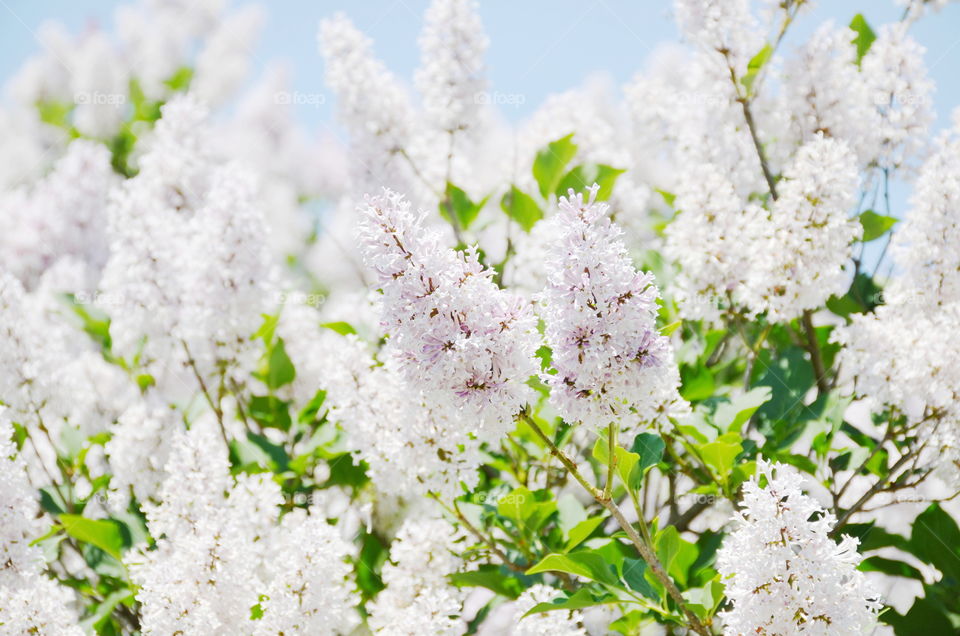 lilac flowers