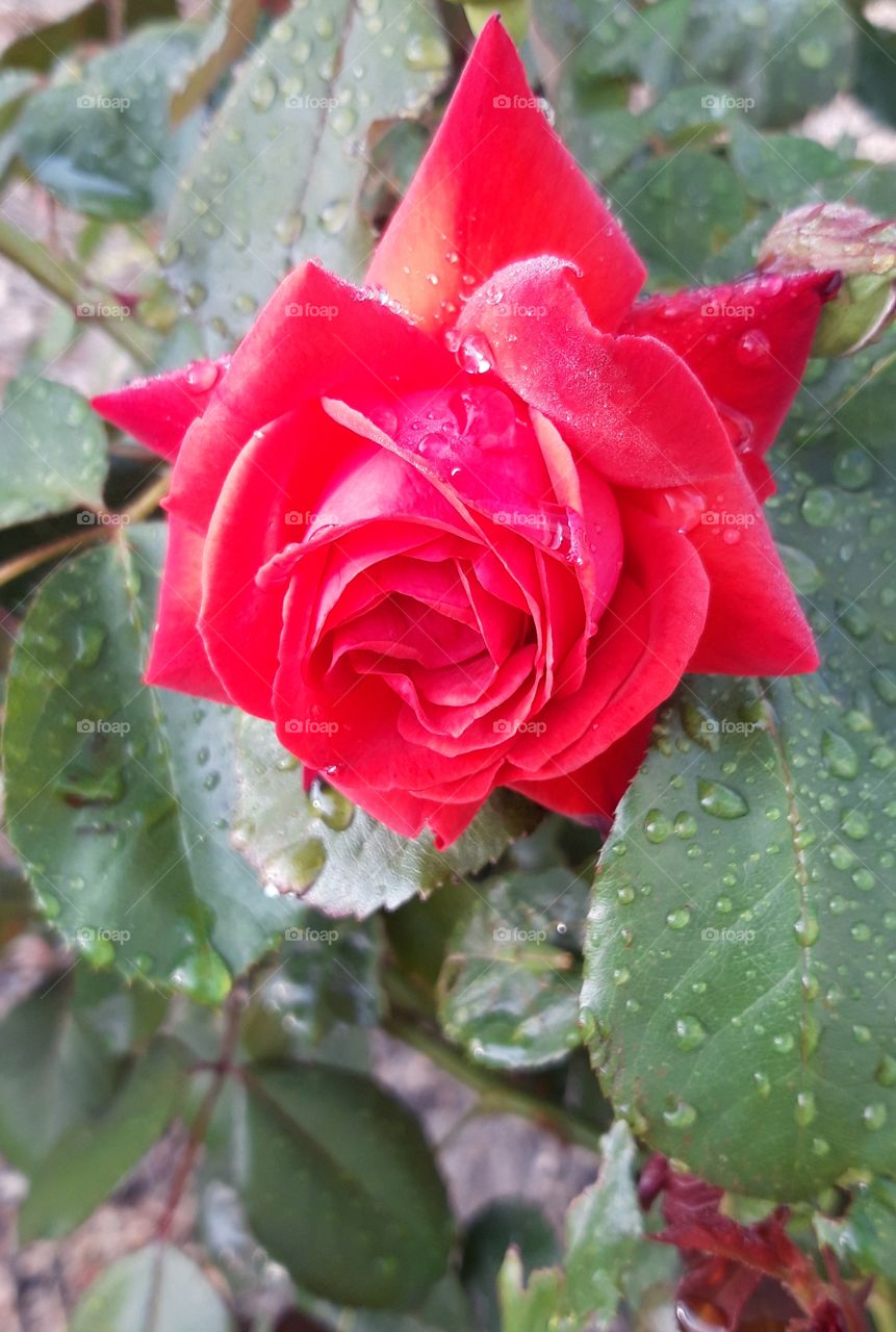 Rose and dew in july 2019in my mother's garden