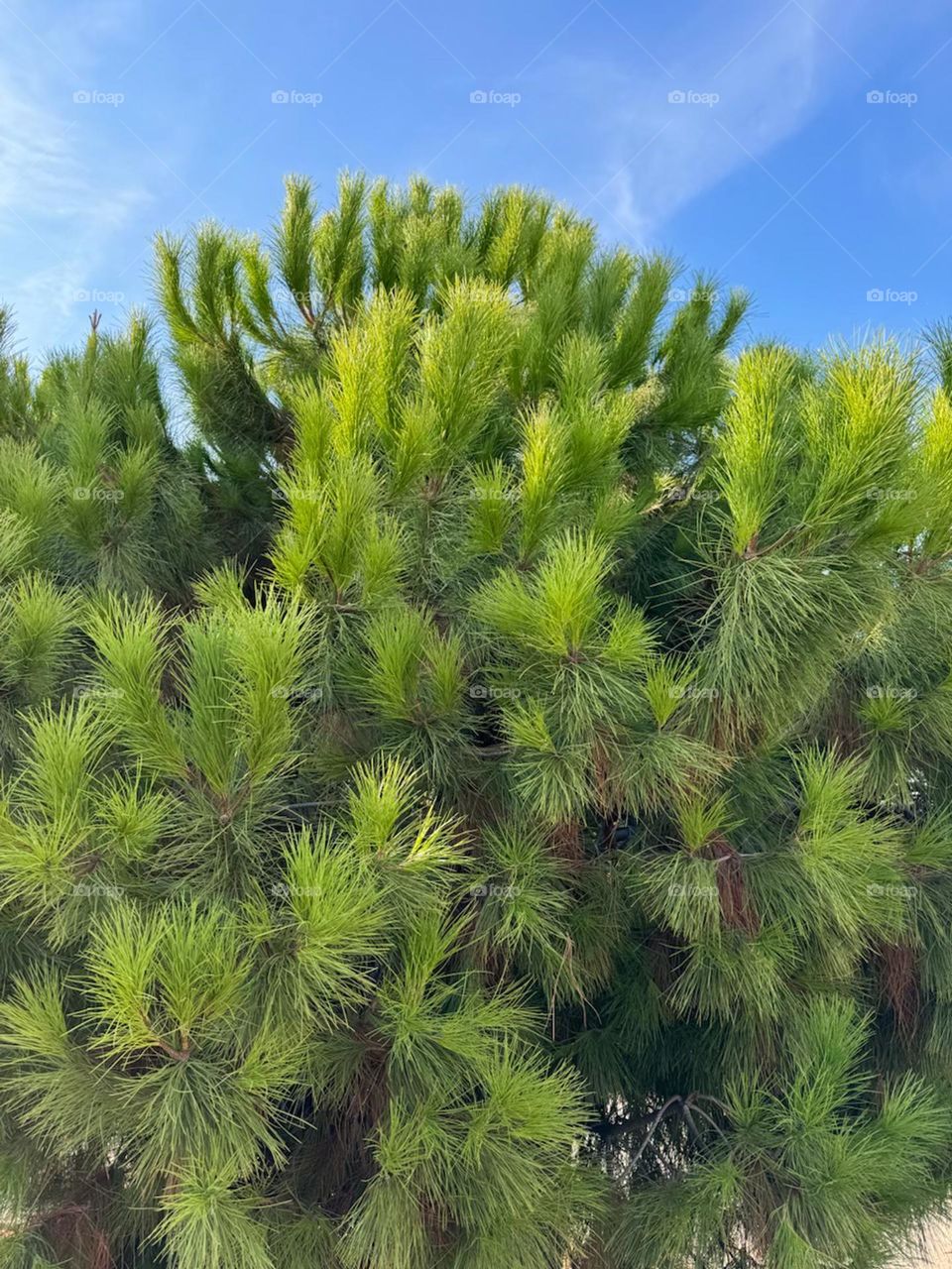 A close-up shot of a pine tree against a blue sky