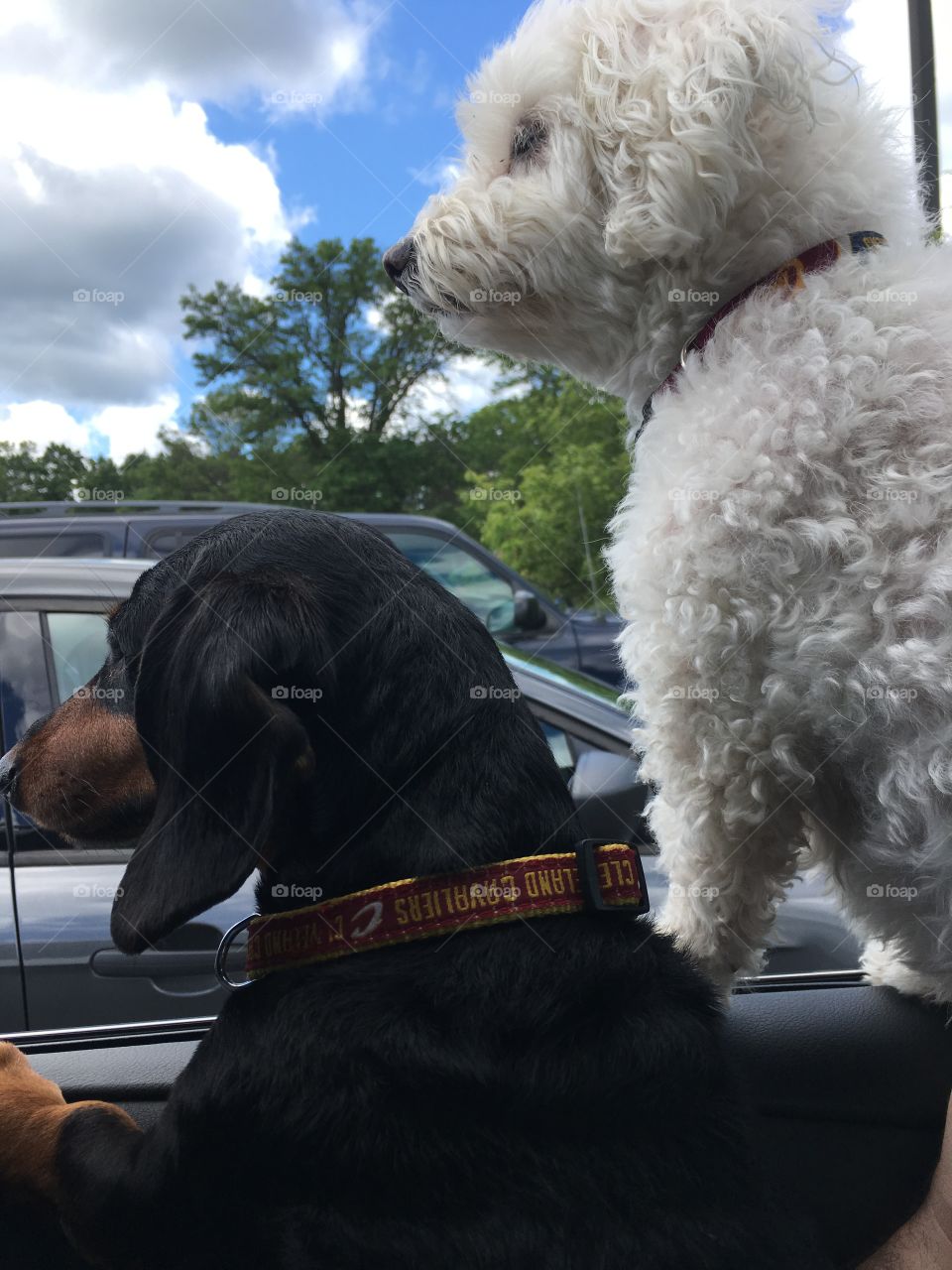 Dachshund and Bichon looking out of window 