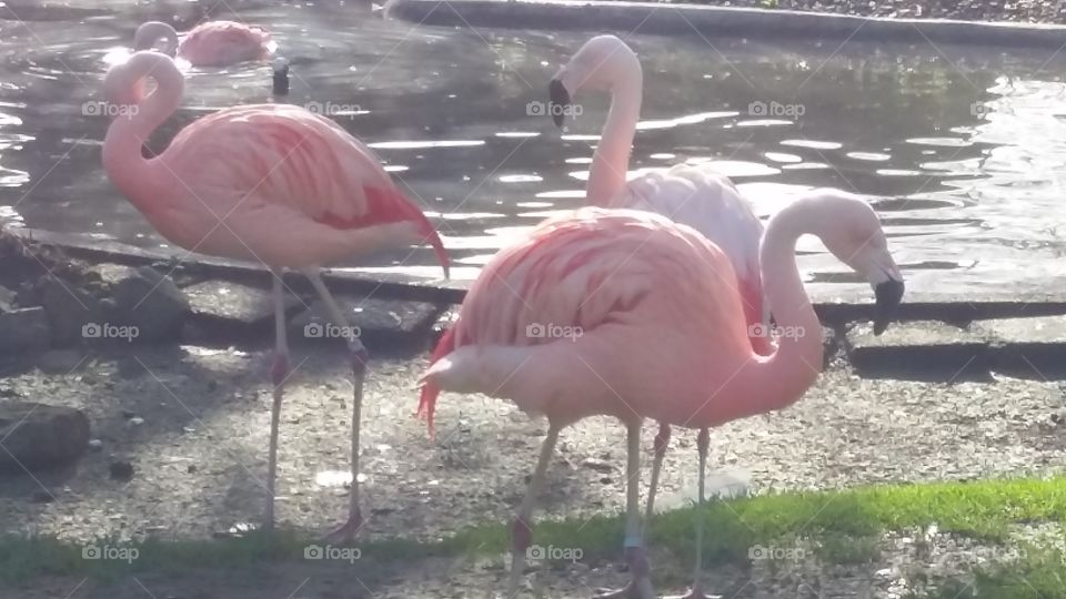 Flamingo, Bird, Water, Lake, Neck