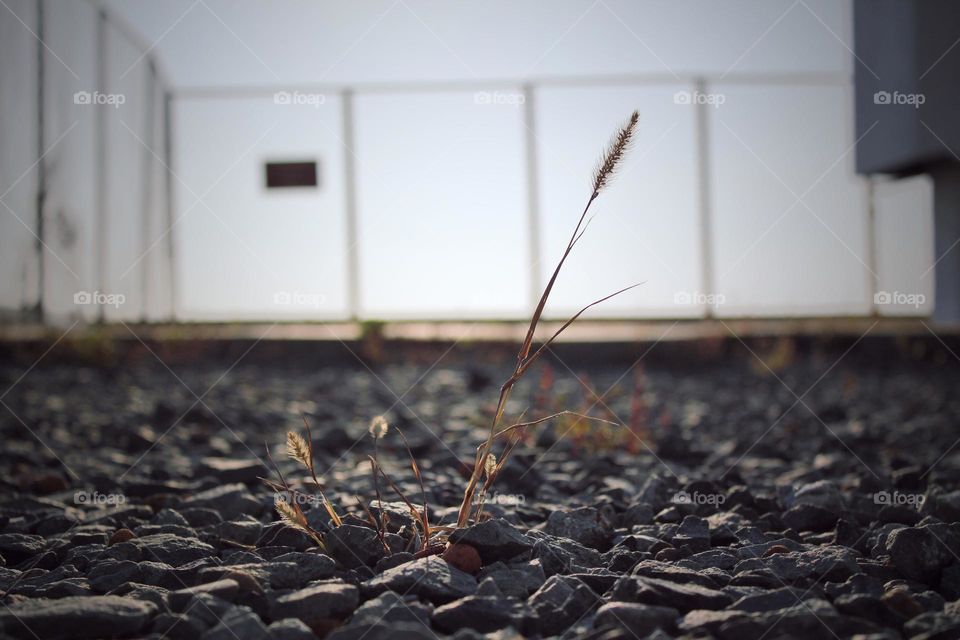 a brave small plant growing through the small stones