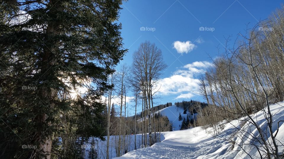 Winter, Snow, Wood, Tree, Cold