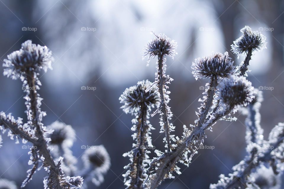 Group of of burdock Arctium covered with snow  on a gray background in winter.