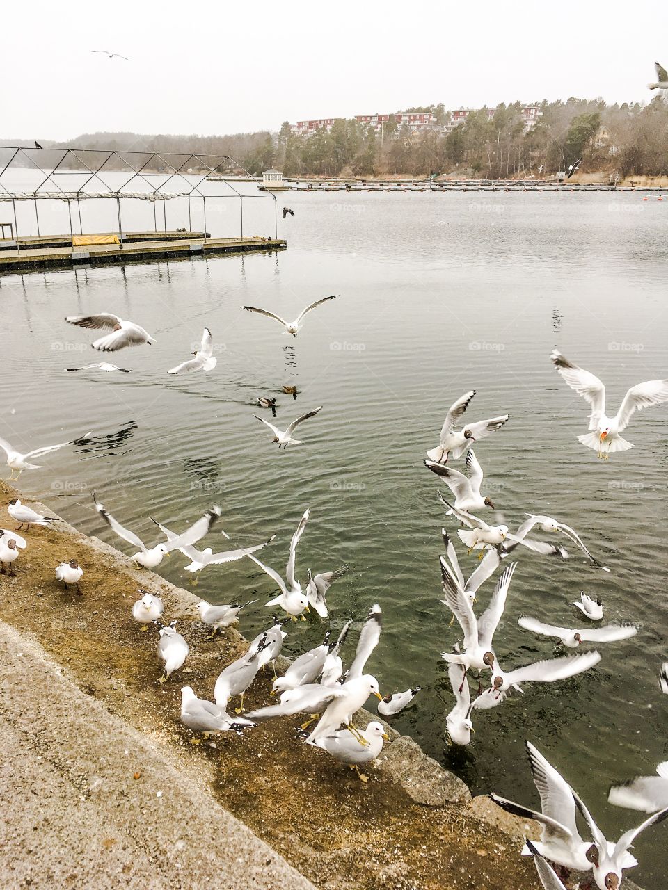 bird feeding gustavsberg