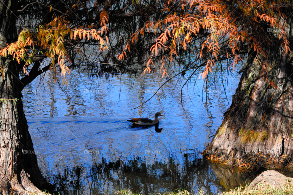 Duck gate