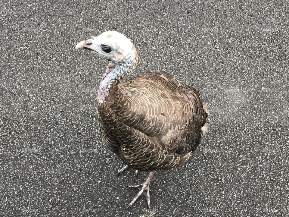 Up close turkey