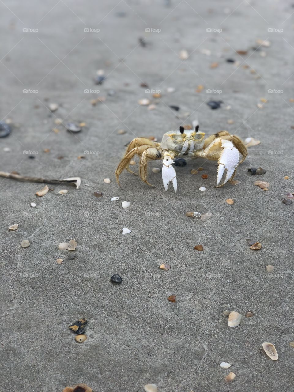 Ghost Crab 