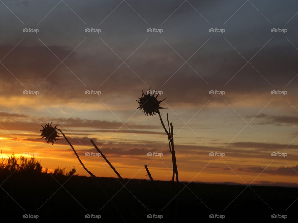 Distel im Sonnenuntergang