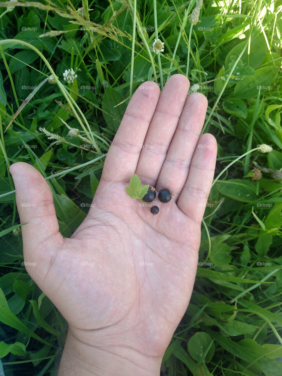 Black currant with leaf in hand.