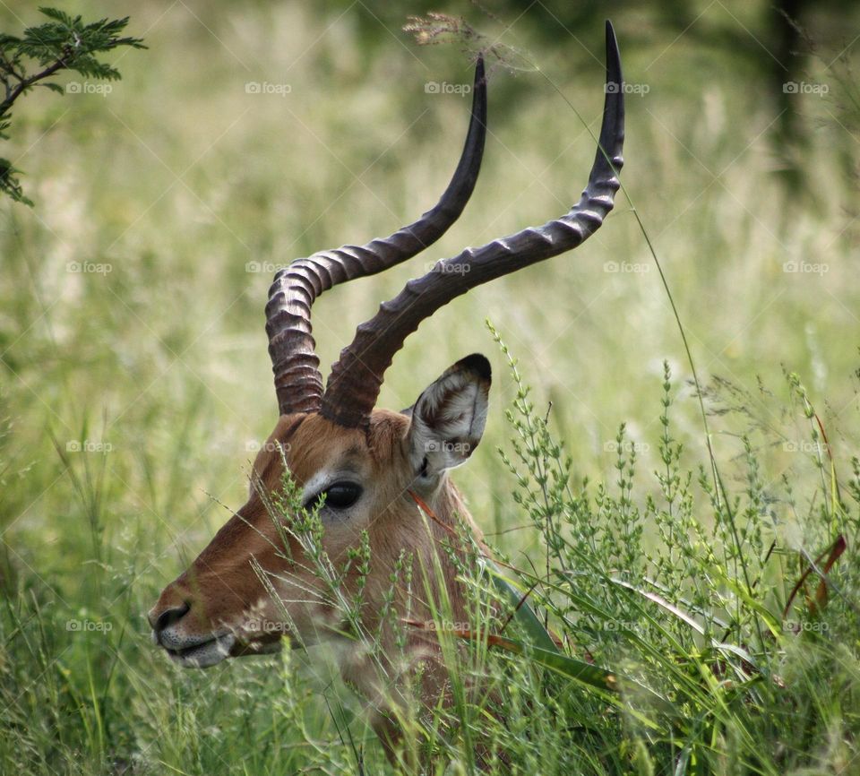 Impala ram