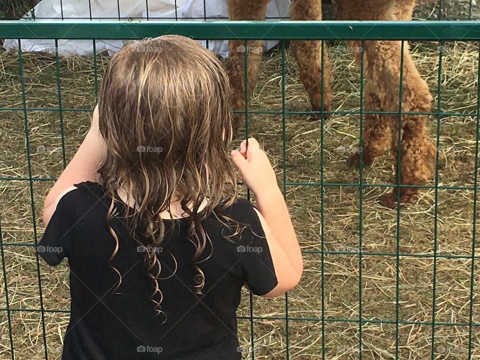 Little girl looking at animals