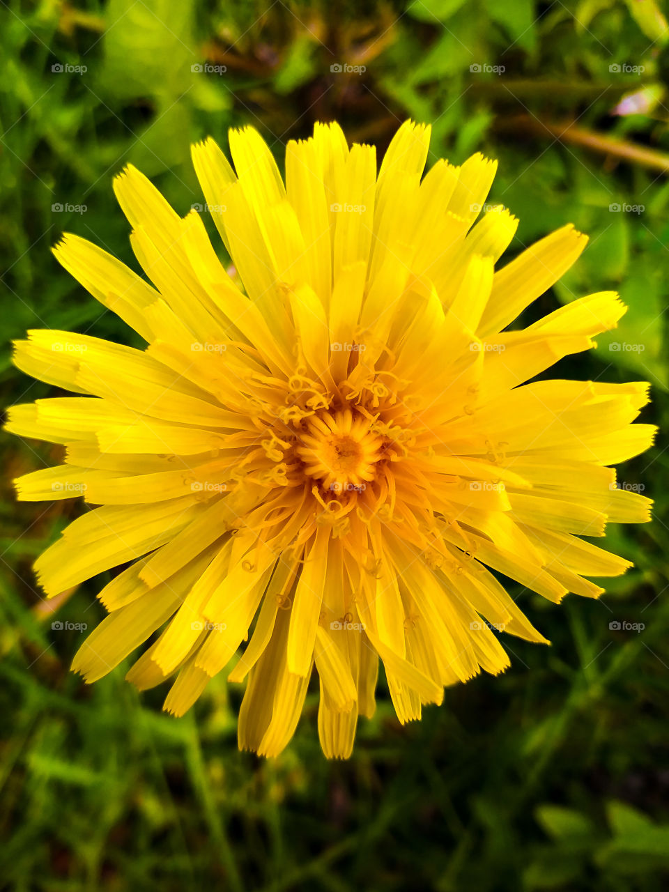 A beautiful, vibrant, yellow dandelion 🌻