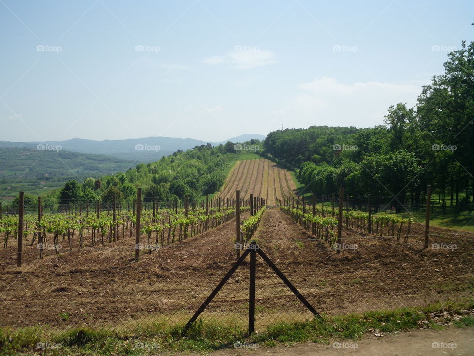 Vineyard